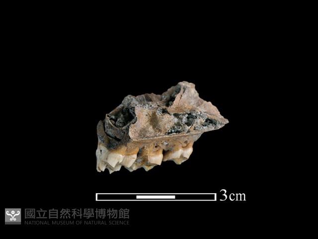 獐骨藏品圖，第2張