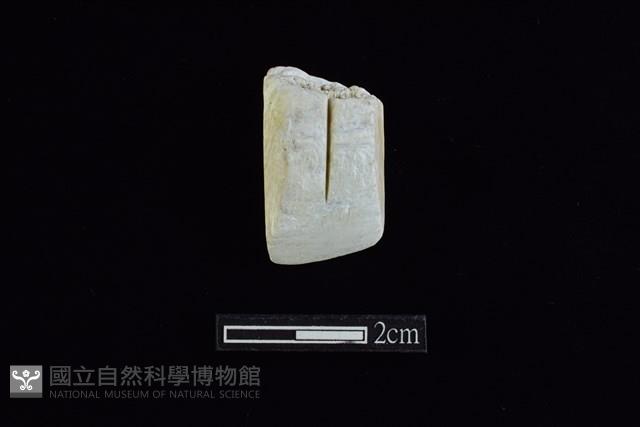 錛鑿形器藏品圖，第1張