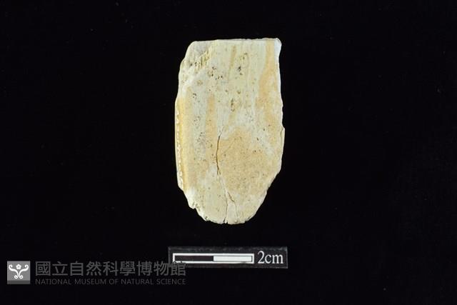 錛鑿形器藏品圖，第1張