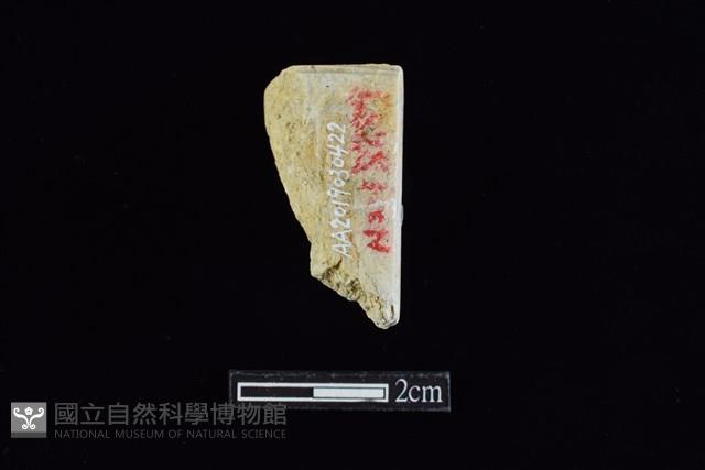 錛鑿形器藏品圖，第2張
