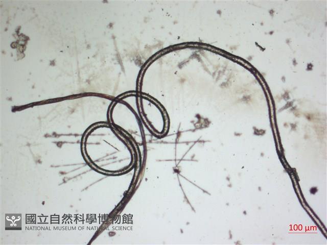 登錄號:A00004572藏品圖，第3張