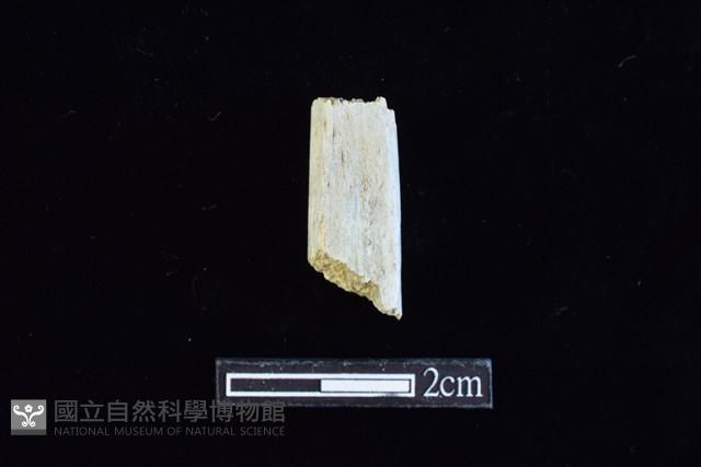 錛鑿形器藏品圖，第1張