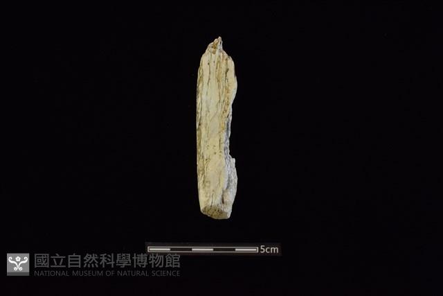錛鑿形器藏品圖，第1張