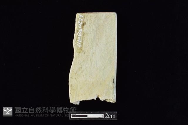 錛鑿形器藏品圖，第2張