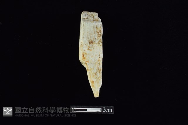 錛鑿形器藏品圖，第1張