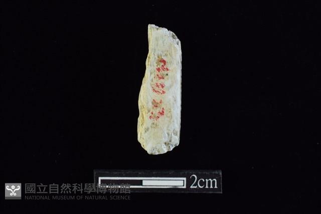 錛鑿形器藏品圖，第2張