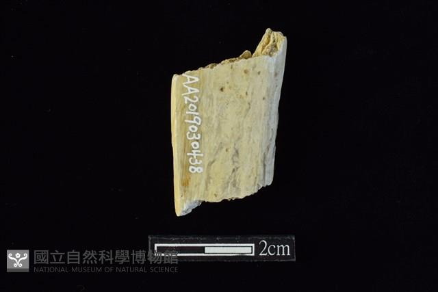 錛鑿形器藏品圖，第2張