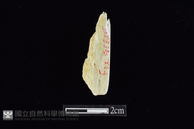 錛鑿形器藏品圖，第2張