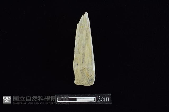 錛鑿形器藏品圖，第1張