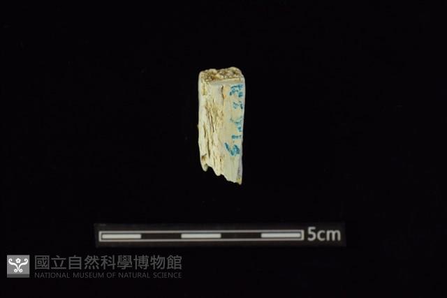錛鑿形器藏品圖，第2張