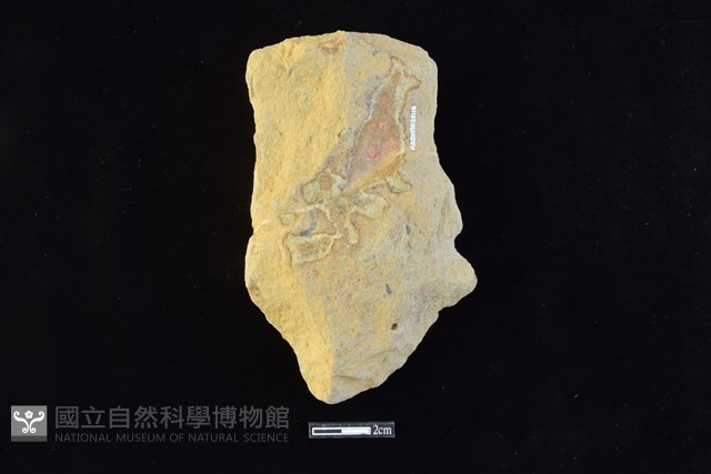 斧鋤形器藏品圖，第2張