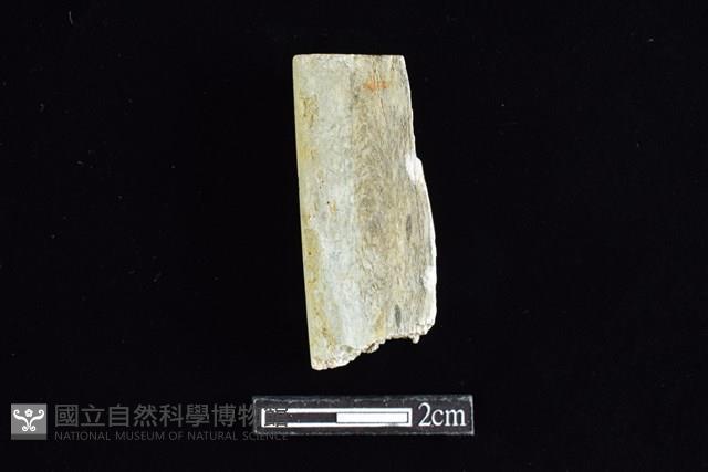 錛鑿形器藏品圖，第2張