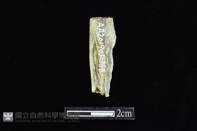 錛鑿形器藏品圖，第2張
