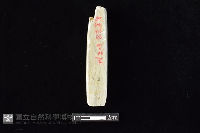 錛鑿形器藏品圖，第2張