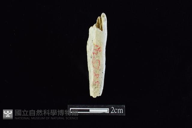 錛鑿形器藏品圖，第2張