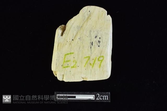 錛鑿形器藏品圖，第2張