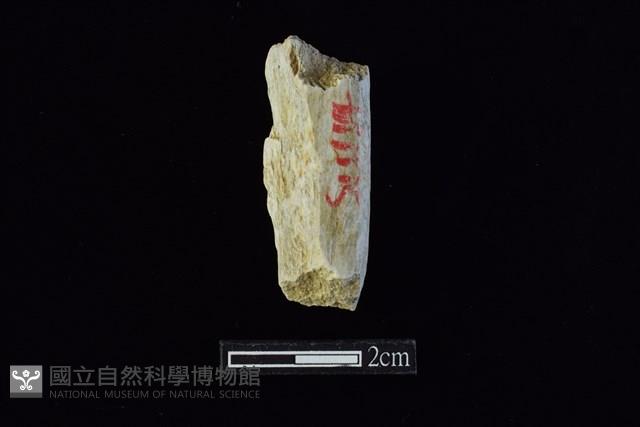 錛鑿形器藏品圖，第2張