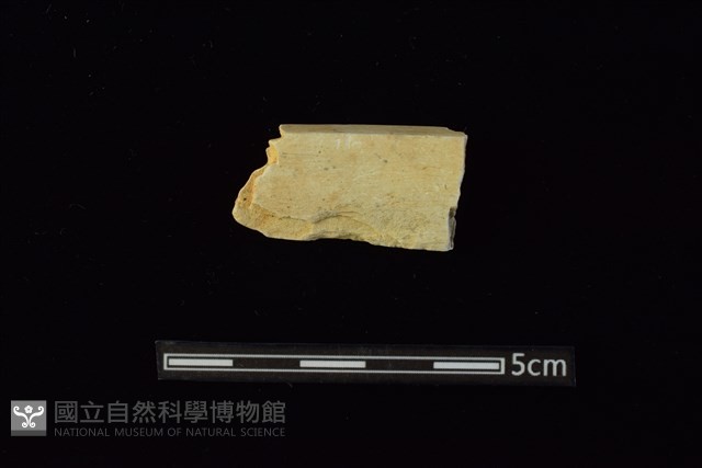 錛鑿形器藏品圖，第1張