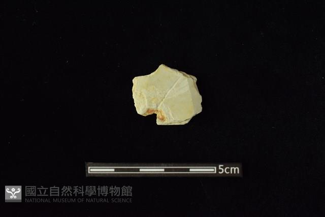 矛鏃形器藏品圖，第1張