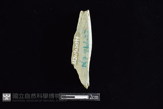 錛鑿形器藏品圖，第2張