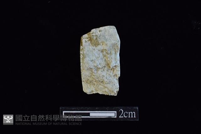 錛鑿形器藏品圖，第2張