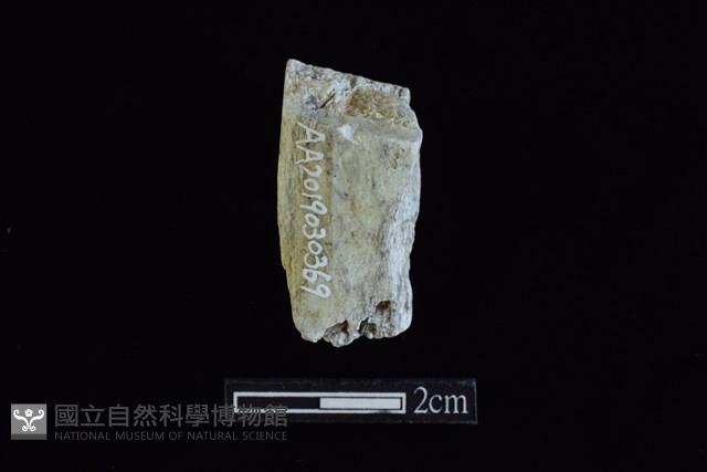 錛鑿形器藏品圖，第2張