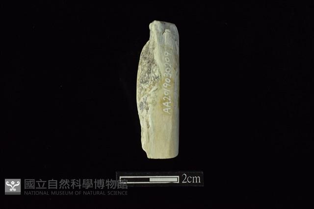錛鑿形器藏品圖，第2張