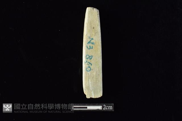 錛鑿形器藏品圖，第2張