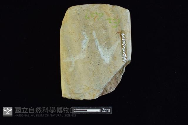 錛鑿形器藏品圖，第2張