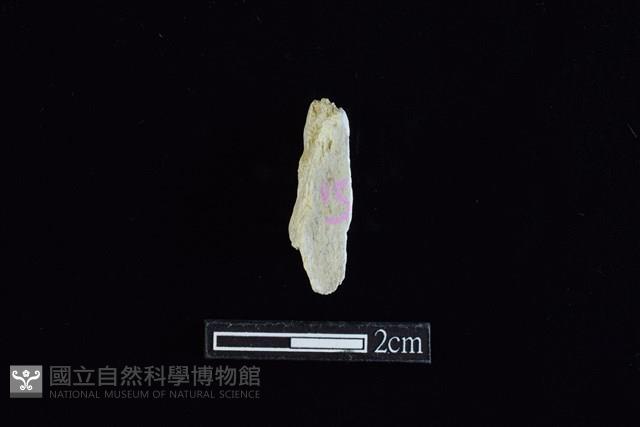錛鑿形器藏品圖，第2張