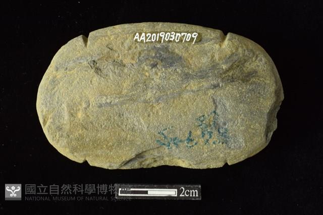 網墜藏品圖，第2張