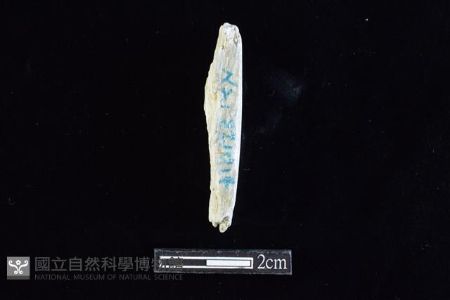 錛鑿形器藏品圖，第2張
