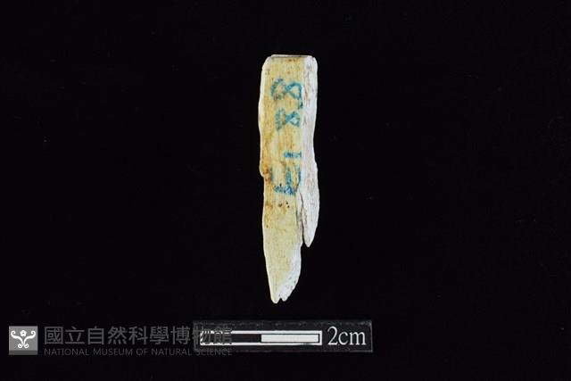 錛鑿形器藏品圖，第2張