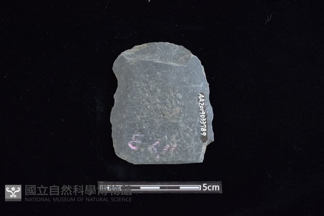 矛鏃形器藏品圖，第2張