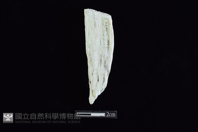 錛鑿形器藏品圖，第2張