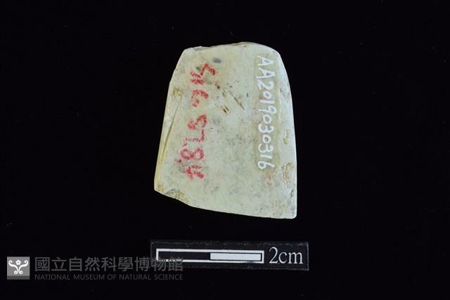 錛鑿形器藏品圖，第2張