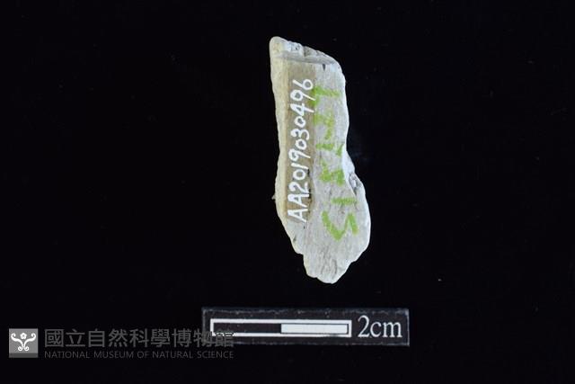 錛鑿形器藏品圖，第2張