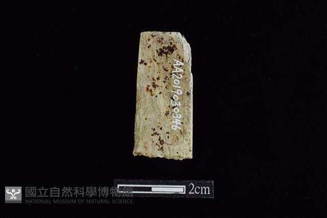 錛鑿形器藏品圖，第2張
