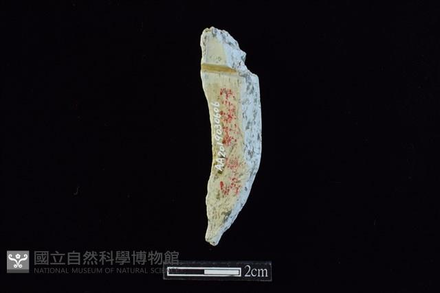 玉料藏品圖，第2張