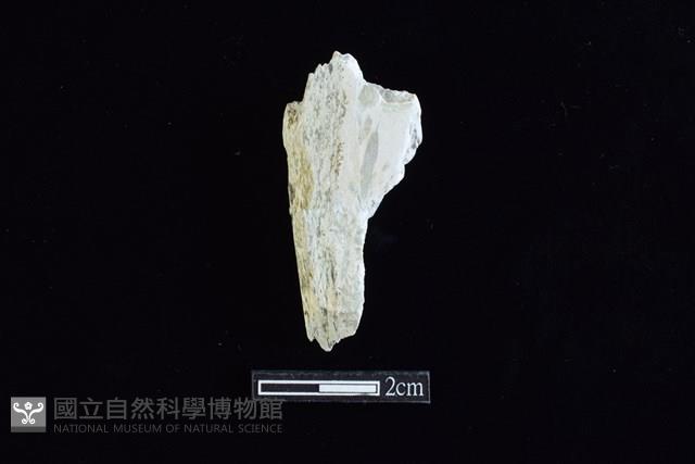 錛鑿形器藏品圖，第1張