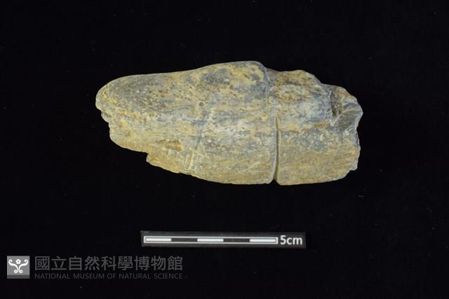 網墜藏品圖，第1張