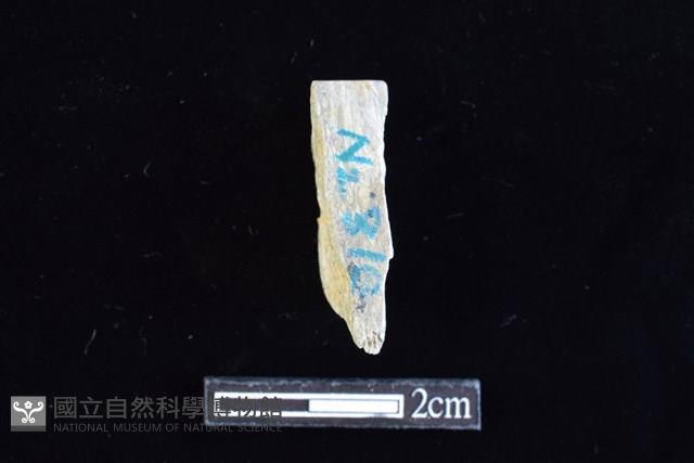 錛鑿形器藏品圖，第2張