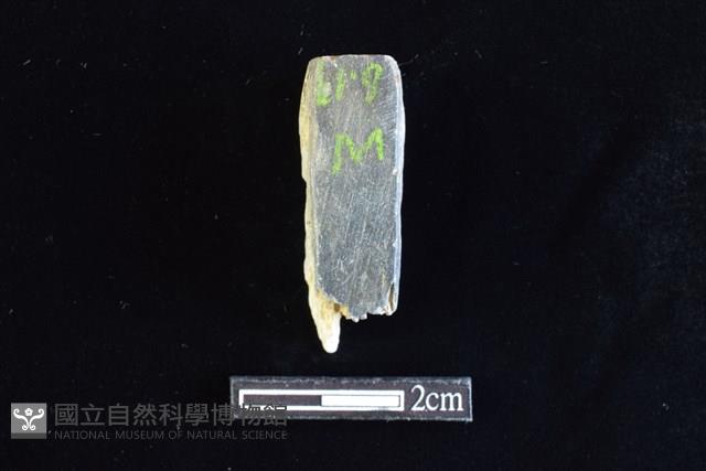 錛鑿形器藏品圖，第1張