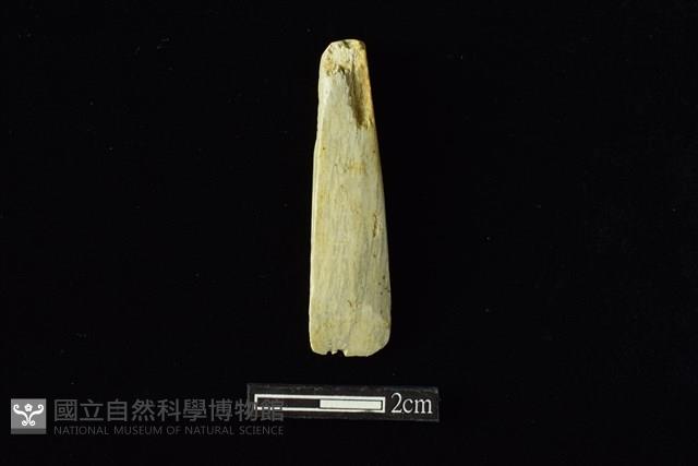 錛鑿形器藏品圖，第1張