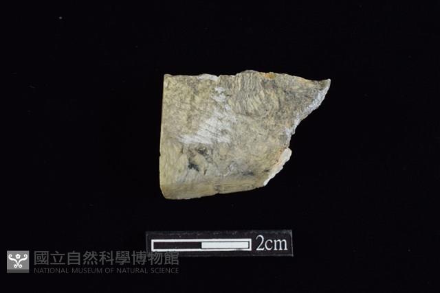 錛鑿形器藏品圖，第1張