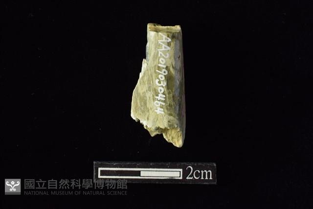 錛鑿形器藏品圖，第2張