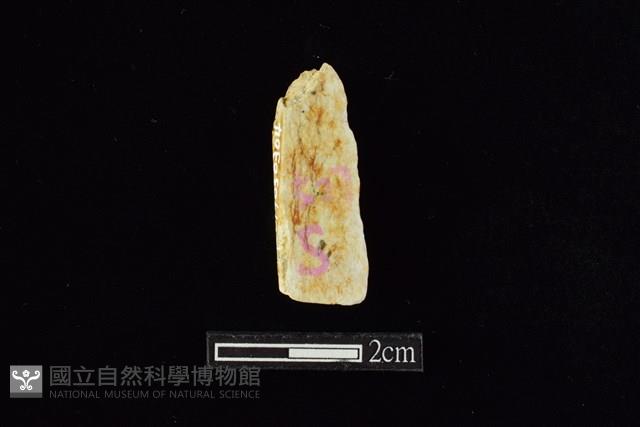錛鑿形器藏品圖，第2張