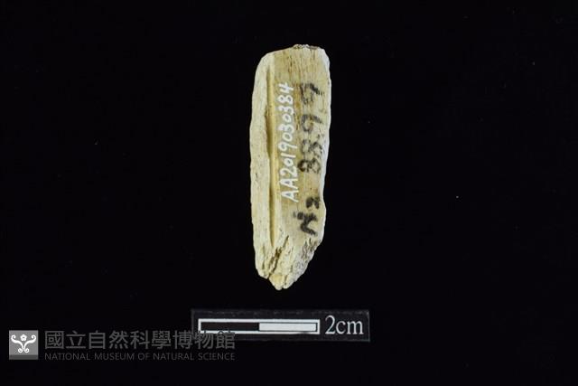 錛鑿形器藏品圖，第1張