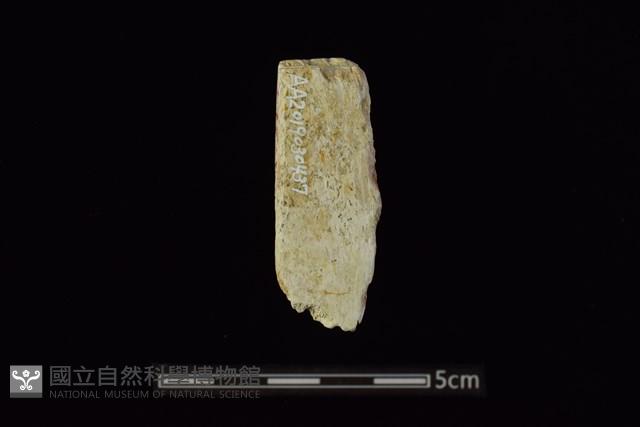 錛鑿形器藏品圖，第2張