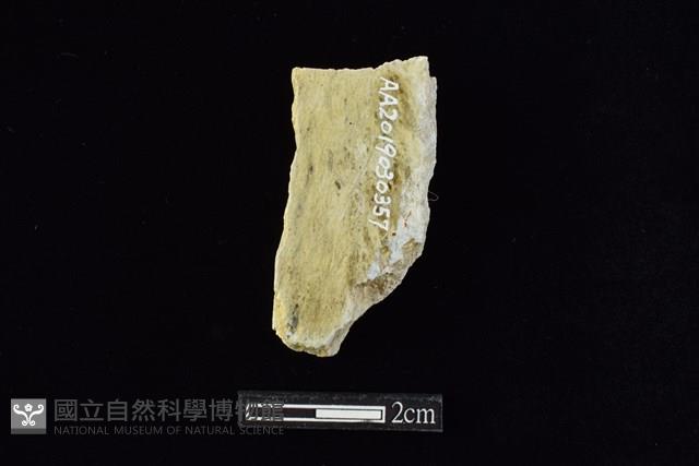 錛鑿形器藏品圖，第2張